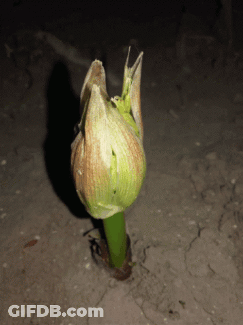 Growing Japanese Ginger Plant GIF