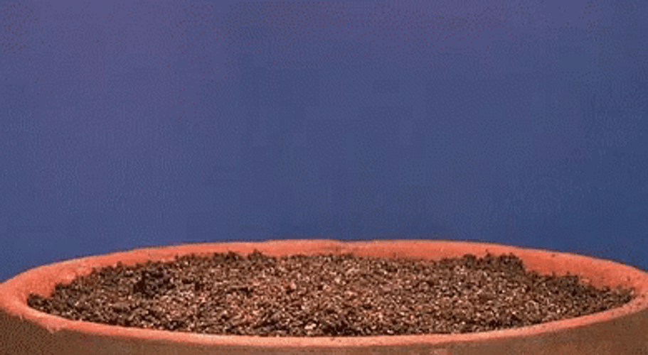 Growing Leave Of Seeds GIF