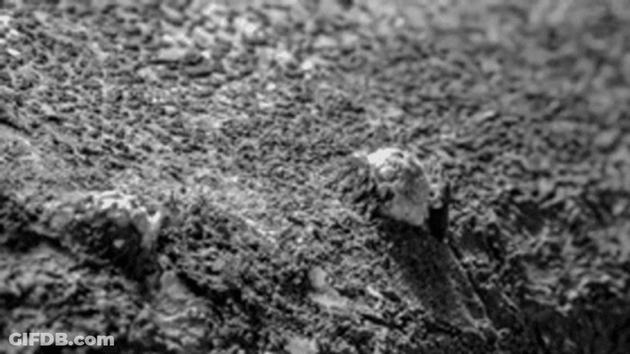 Growing Mushroom Cloud Plant GIF