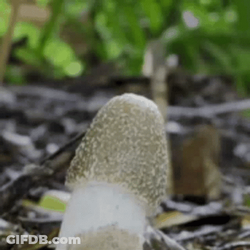 Growing Phallus Indusiatus GIF