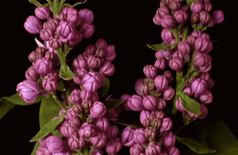 Growing Plant Beautiful Blooms GIF