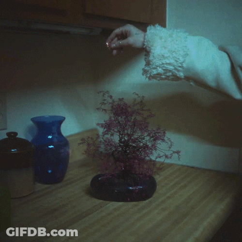 Growing Plant Bedside Table Time Lapse GIF