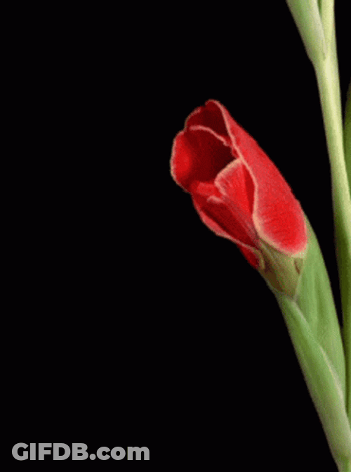 Growing Red Flower GIF