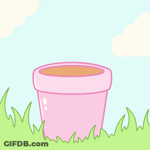 Growing Sunflower Plant GIF