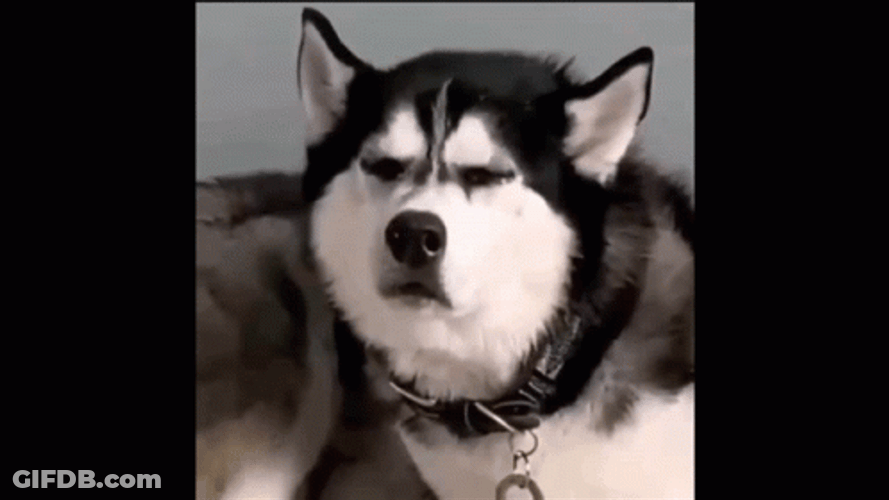 Grr Angry Husky Dog GIF
