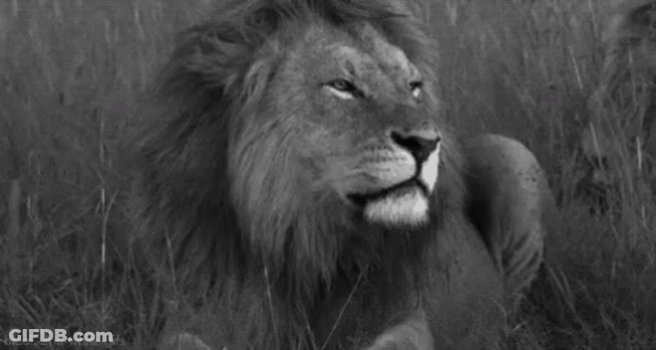 Grr Big Lion Hissing GIF