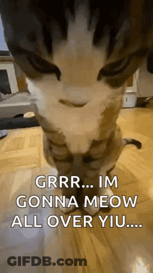 Grr Head Down Mad Cat GIF