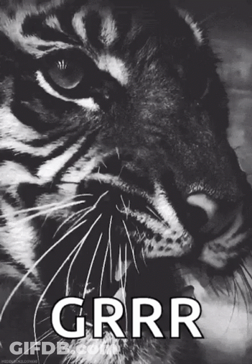 Grr Tiger Hiss GIF