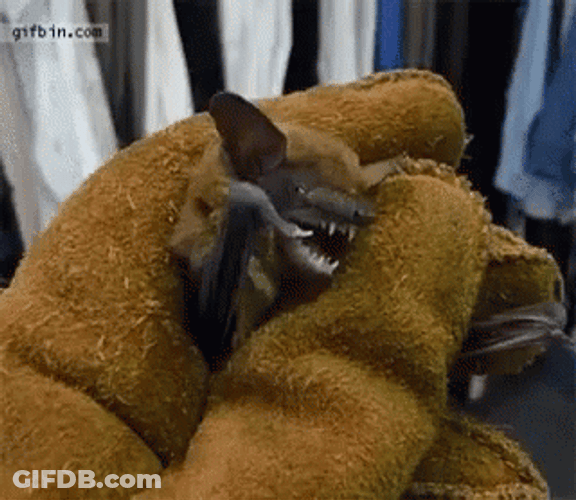 Grumpy Bat Flipping Out GIF