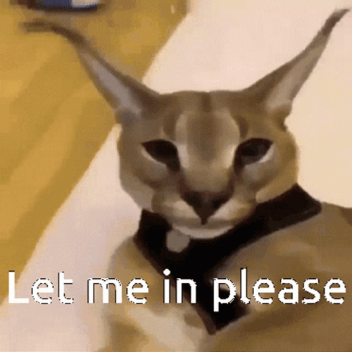Grumpy Caracal Let Me In Meme GIF