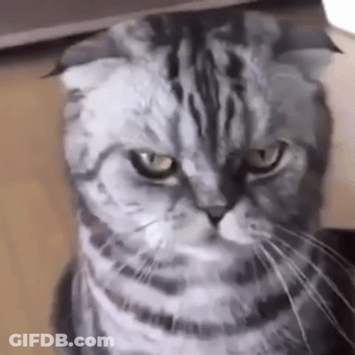 Grumpy Cat Attitude Whiskers Not Funny GIF