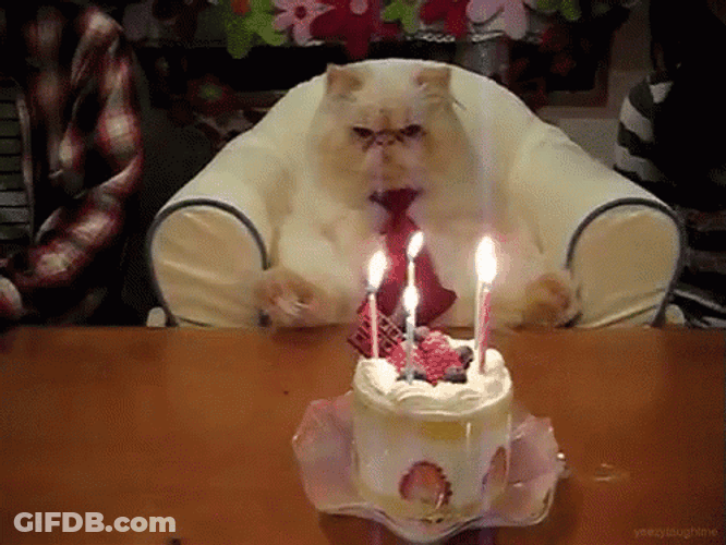 Grumpy Cat Birthday Cake GIF