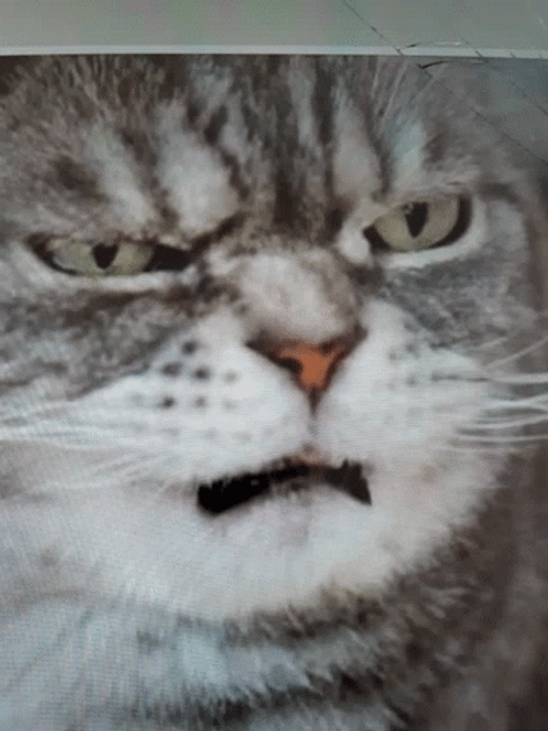 Grumpy Cat Confused GIF