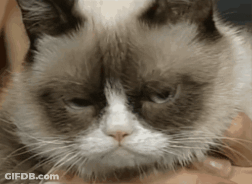 Grumpy Cat Held By Person GIF