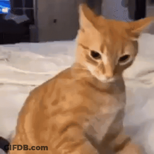 Grumpy Cat Held By Woman Saying Tula Hoje GIF