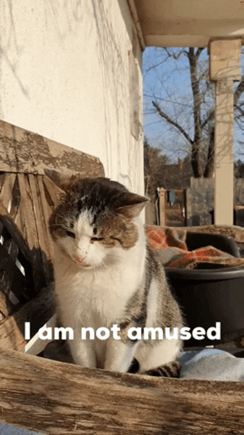 Grumpy Cat I Am Not Amused GIF
