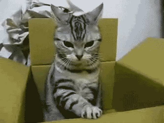 Grumpy Cat Inside The Box GIF