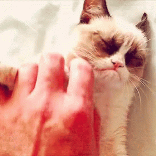 Grumpy Cat Licking Finger GIF