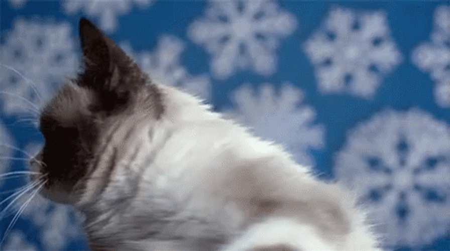Grumpy Cat Looking Back GIF