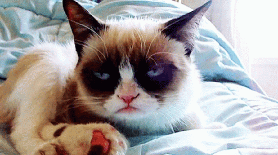 Grumpy Cat Madly Looking GIF