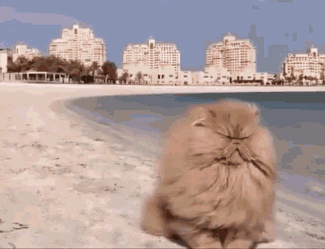 Grumpy Cat On The Beach GIF