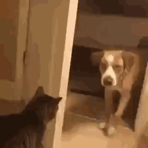 Grumpy Cat Slapping Dog GIF
