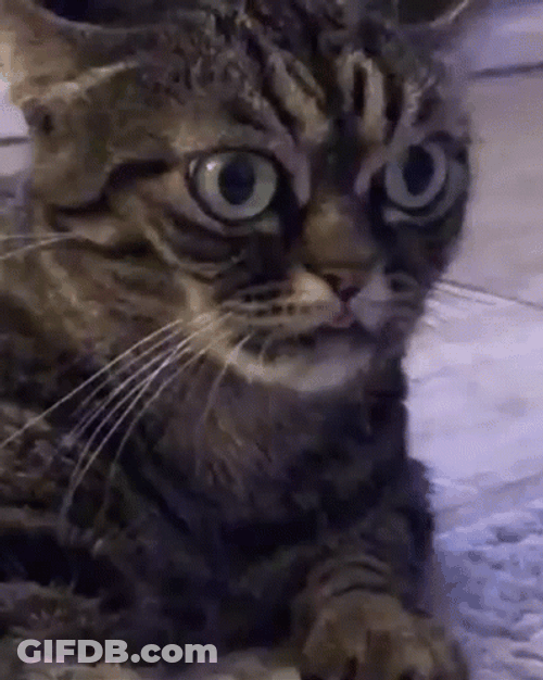 Grumpy Cat Stare GIF