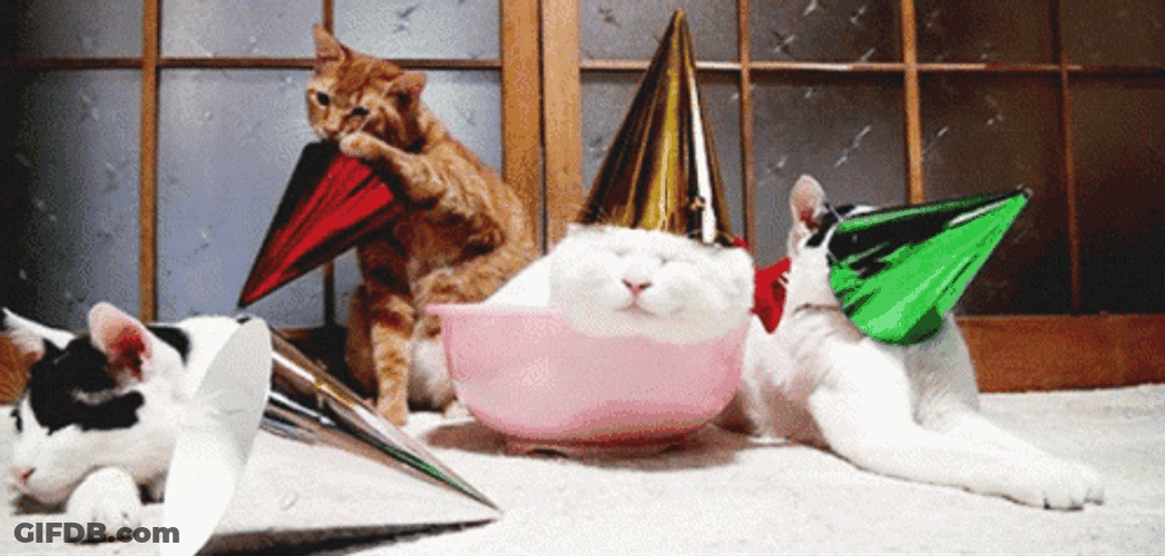 Grumpy Cat Taking Off Birthday Hat GIF