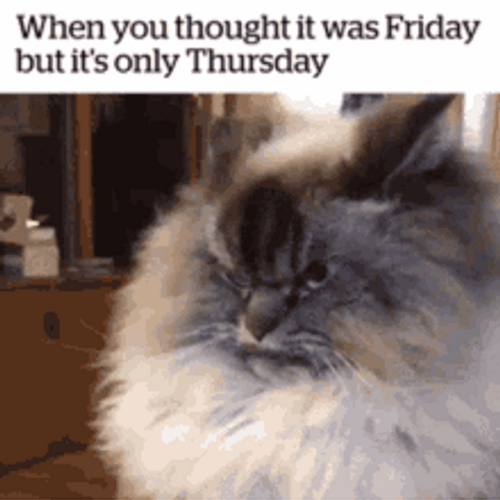 Grumpy Cat Upon Realizing It's Almost Friday GIF