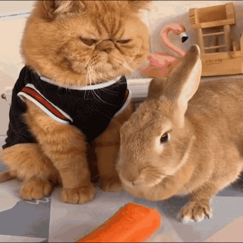 Grumpy Cat With Rabbit GIF