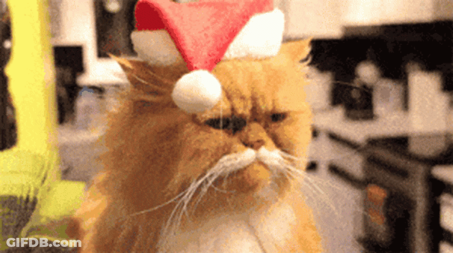 Grumpy Christmas Cat With Hat GIF