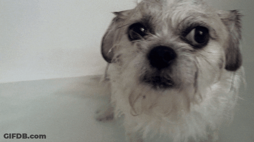Grumpy Dog Took A Shower GIF