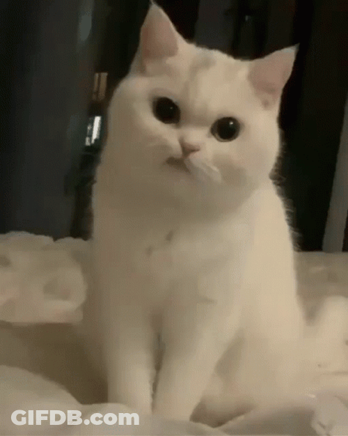 Grumpy Fluffy Cat GIF