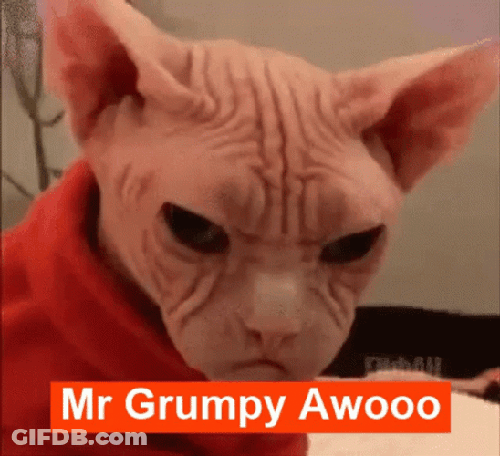 Grumpy Hairless Cat GIF