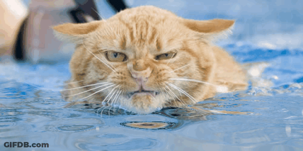 Grumpy Kitty Doesn't Like Water GIF
