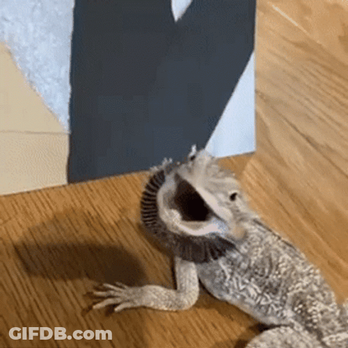 Grumpy Little Lizard Attacking GIF