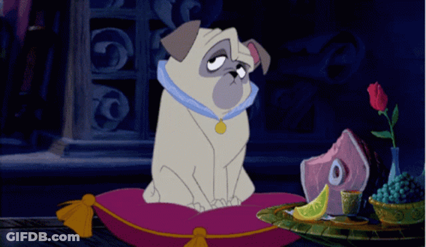 Grumpy Percy Pug-Nosed Dog GIF