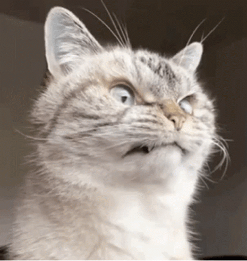 Grumpy Tabby Cat Grinning GIF