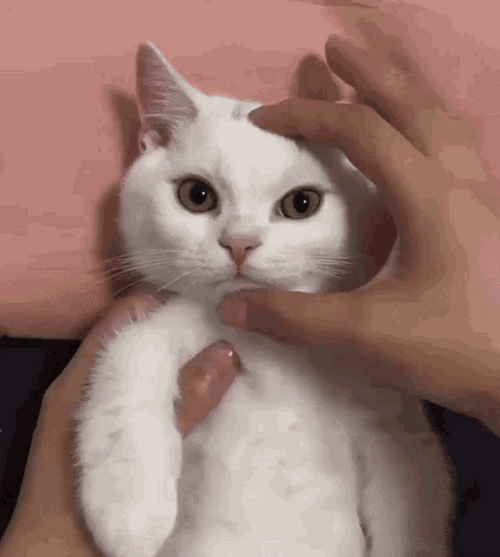 Grumpy White Cat GIF