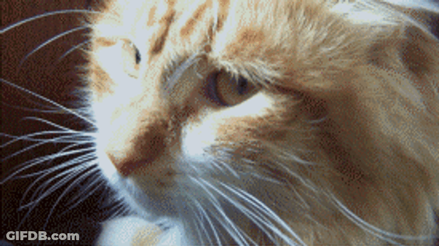 Grumpy Yellow Cat GIF