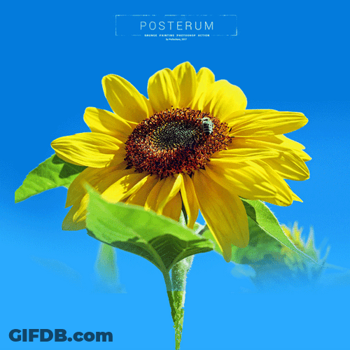 Grunge Painting Photoshop Posterum Sunflower GIF