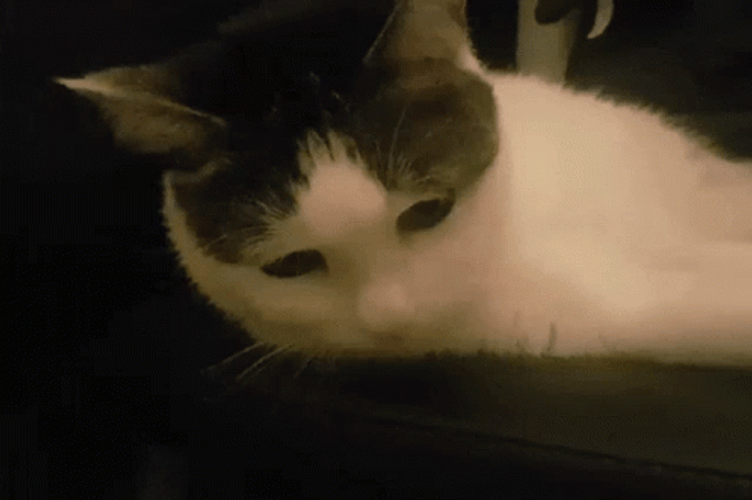 Grunting Beluga Cat GIF
