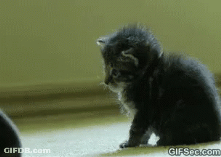 Gta Wasted Kitty Getting Booped GIF