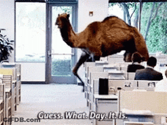 Guess What Day It Is Office Camel GIF