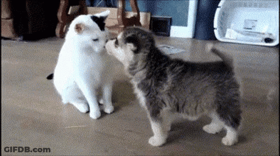 Guess What Puppy Day It Is GIF
