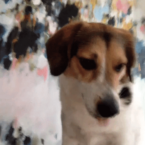 Guilty Bad Dog Looking Away GIF