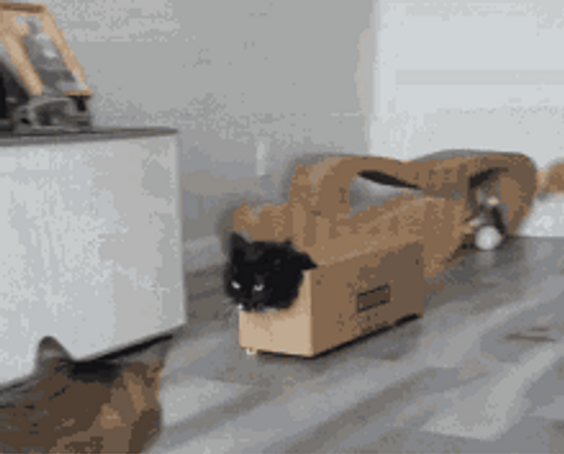 Guilty Black Cat Memes Cartoon Box Bus GIF