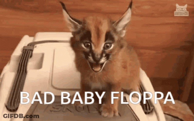 Guilty Looking Baby Floppa Hissing GIF