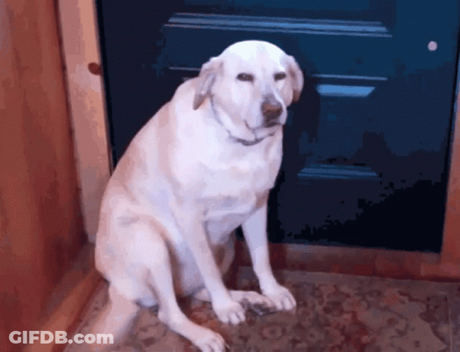 Guilty White Dog Wiggling Tail GIF
