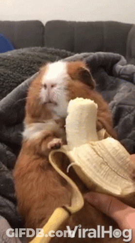 Guinea Pig Eating Banana From Hand GIF